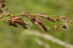 Rufous bulrush